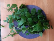 Pędy jeżyny leśnej 20 sztuk