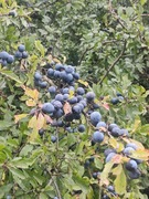 Nasiona tarniny (Prunus spinosa) – świeży zbiór 2025, sprzedaż wkrótce!