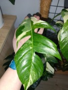 Epipremnum pinnatum variegata 