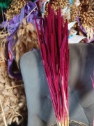 Tymotka  bordowa naturalna trawa susz na palmy