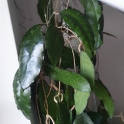 Hoya, Hoja Nong Nooch 