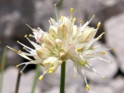 Czosnek Allium marschallianum
