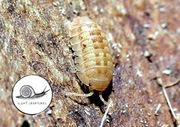 Armadillidium granulatum orange 10 szt NOWOŚĆ isopody prosionki kulanki