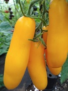 Aurija Yellow Nasiona 