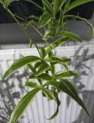 Roślina Zielistka Szczepki 