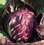 Cykoria Palla Rossa - Czerwona Kula - Nasiona 50 szt. - na wątrobe