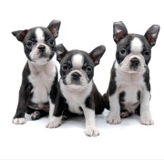 Boston terrier szczeniaki piesek FCI, ZKwP po 2 krotnym zwycięscy Świata 