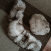 Czapka i kołnierz z naturalnego lisa prawdziwy lis srebrny