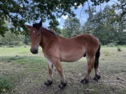 Dwa ogiery zimnokrwiste