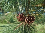 Igły sosny sosnowe 100g z Bieszczad 