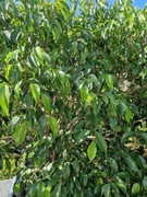 Wielki piękny fikus benjamina 