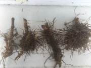 Miskant olbrzymi kłącza 