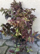 Kiścień Rainbow. Duża sadzonka 50-60cm