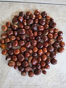 Kasztany niejadalne 100 sztuk