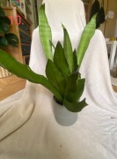 Sanseweria moonshine