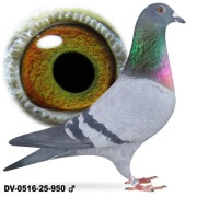 Młode 2026 para 33 oryg Rainer Puttmann Hurrican 51 Inbred twarde  