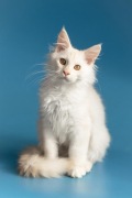 Kociak Maine Coon