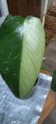 Philodendron Jose Buono -variegata
