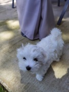 Pies szczeniak Maltańczyk ZKWP FCI 