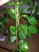 Epipremnum aureum złociste gold cięta 