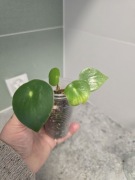 Peperomia tępilistna,nie pieniążek, sadzonka , 1