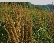 Szczaw kędzierzawy kobylak 10g