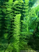 Rogatek sztywny, Rogatka (Ceratophyllum demersum) roślinki akwariowe