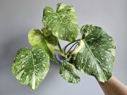 Monstera Thai Mutation hydroponika platinum 