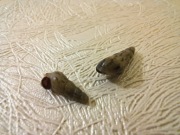 Ślimaki świderki-Melanoides tuberculata 20 sztuk 