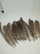 Piórka bażanta naturalne 14-19 cm pióra kaczki gęsi 12 sztuk 