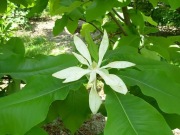 Magnolia parasolowata (tripetala) rzadka roślina!