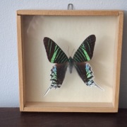 Okaz motyla księżycowego Urania leilus w ramce drewnianej 13 x 13