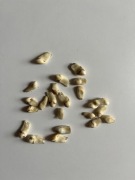 Grandle zęby szczątkowe jelenia biżuteria smulet