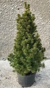 Świerk biały Conica . Piękna duża sadzonka
