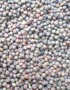 Peluszka ,groch siewny , Rea