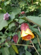 Abutilon KENTISH BELL