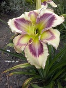 Liliowiec Walk of Life