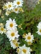 Chryzantema zimująca biała