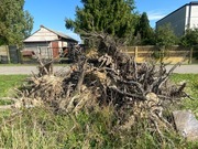 Korzenie z drzew owocowych 