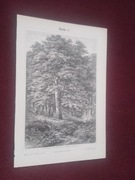 Drzewa  oryginalna XIX w. grafika do aranżacji