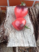 Pomidor Sgt Peppers kolekcjonerski