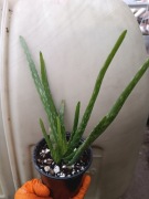 aloe vera var. chinesis sadzonka M don. 11 cm