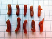 Koral Szlachetny - czerwony 10 szt  #E