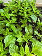 Sadzonki ostrych papryczek (Chilli, Carolina reaper, Habanero) 