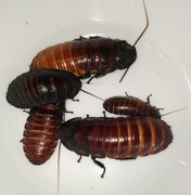 Karaczan madagaskarski - 6 osobników różnej płci i wielkości