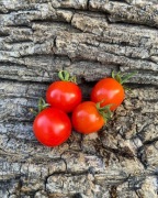 Tumbling Tom ampelous red Pomidor Kolekcjonerski    