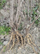 Tarczyca bajkalska sadzonka świeżo kopana bardzo dobrze się 3letnia