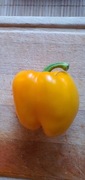 Nasiona papryka słodka Capsicum Annuum Żółta kolekcjonerskie