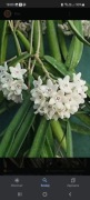 Hoya sheperdi unikatowa 
