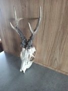 Parostki rogi kozła poroże